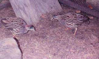 Erckel's francolin 